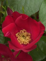 Rose Robusta ® - Kordes