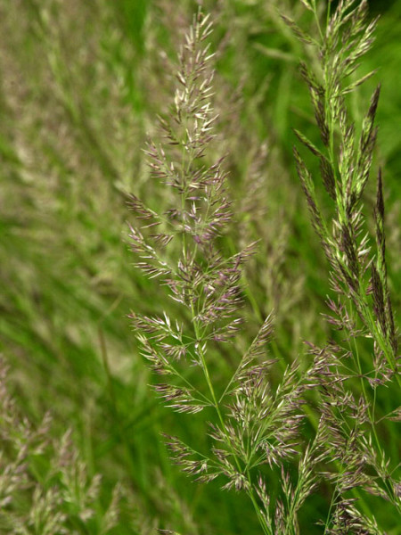 Calamagrostis x acutiflora &#039;Karl Förster&#039; (M), Garten-Reitgras, Sandrohr