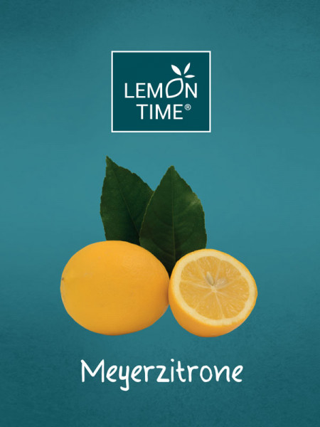 Zitronenbaum &#039;Meyerzitrone&#039; - Lemon Time®