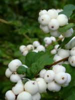 Symphoricarpos albus laevigatus, Schneebeere