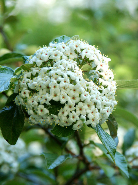 Duftschneeball Eskimo Blüte