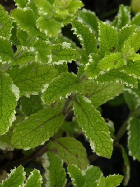 Weiß-bunte Ananasminze, Mentha suaveolens &#039;Variegata&#039;