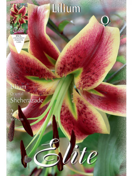 Orientalische Lilien-Hybride &#039;Sheherazade&#039; (Art.Nr. 597145)