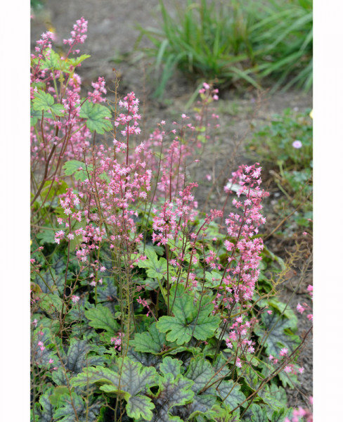 Heucherella hybr. &#039;Pink Revolution&#039;, Bastard-Schaumblüte