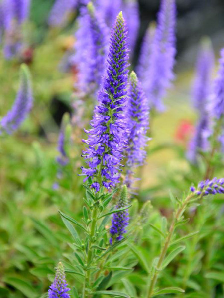 Veronica spicata &#039;Blauteppich&#039;, Zwerg-Ehrenpreis, Silberpolster-Ehrenpreis