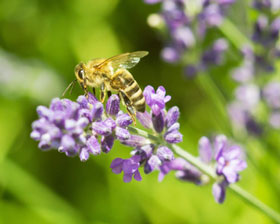 bluetenstauden-fuer-bienen