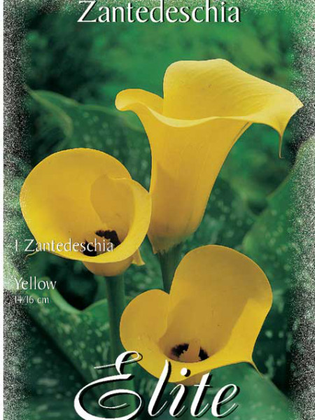 Calla &#039;Yellow&#039;, Zantedeschia (Art.Nr. 522170)