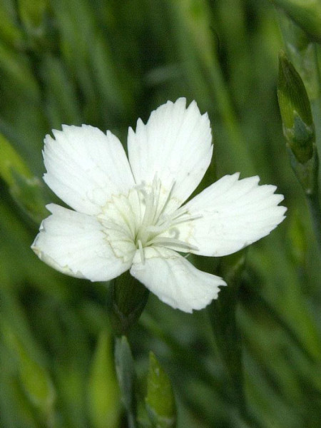 Dianthus deltoides &#039;Albus&#039;, weiße Heidenelke, Steinnelke