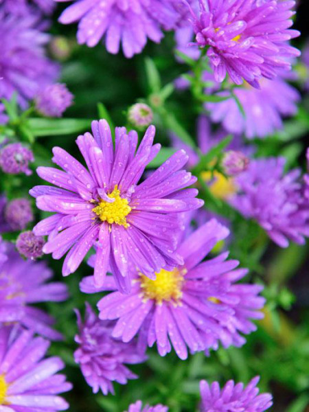 Aster novae-angliae &#039;Violetta&#039;, Raublatt-Aster