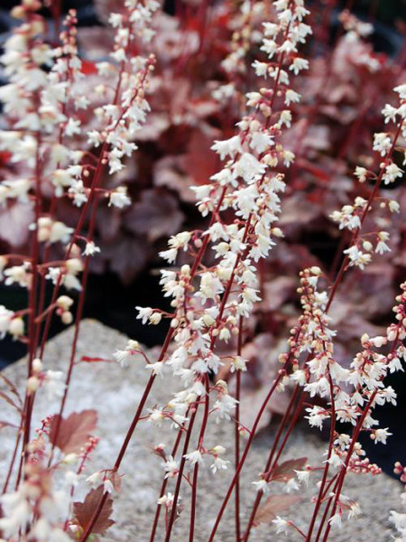 Heuchera x hybrida &#039;Quicksilver&#039;, Purpurglöckchen, Purpurblatt