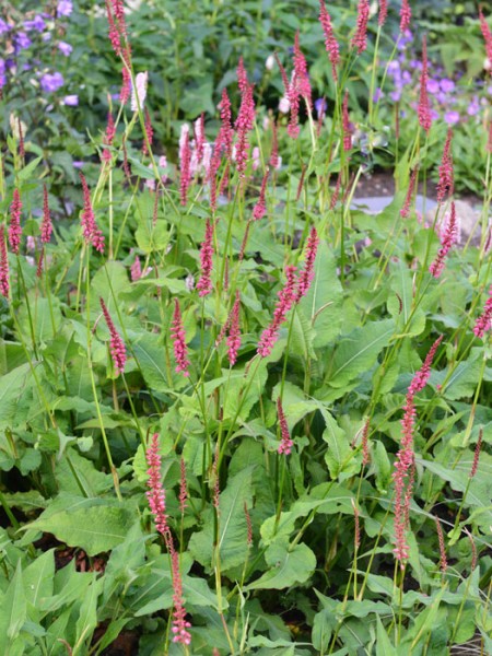 Bistorta (syn. Polygonum) amplexicaule &#039;Orange Field&#039; (syn. auch Persicaria), Kerzenknöterich, Wiesenknöterich