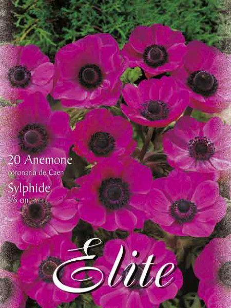 Anemone De Caen &#039;Sylphide&#039; (Art.Nr. 596424)