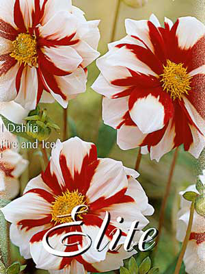 Mignon-Dahlie &#039;Fire and Ice&#039;, Dahlia (Art.Nr. 520562)