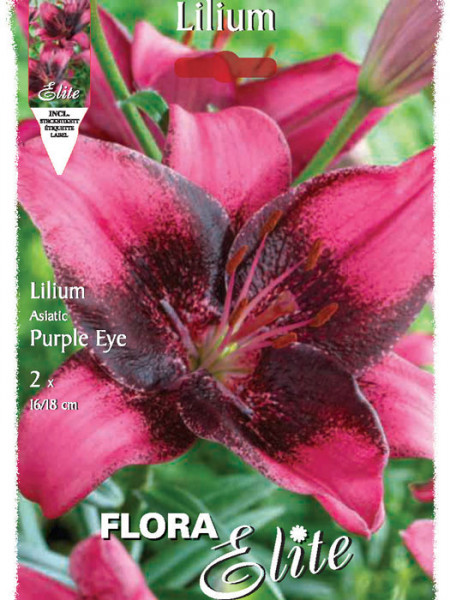 Asiatische Lilien-Hybride &#039;Purple Eye&#039;, Lilium (Art.Nr. 521673)