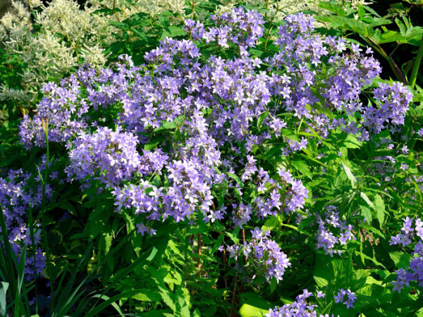 Campanula lactiflora &#039;Prichard&#039;, Große Doldenglockenblume, Gartenglockenblume