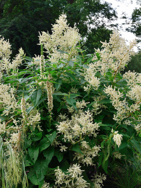 Persicaria x cultorum &#039;Johanniswolke&#039;, Staudenknöterich, Alpenknöterich