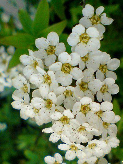 Spiraea arguta, Brautspiere