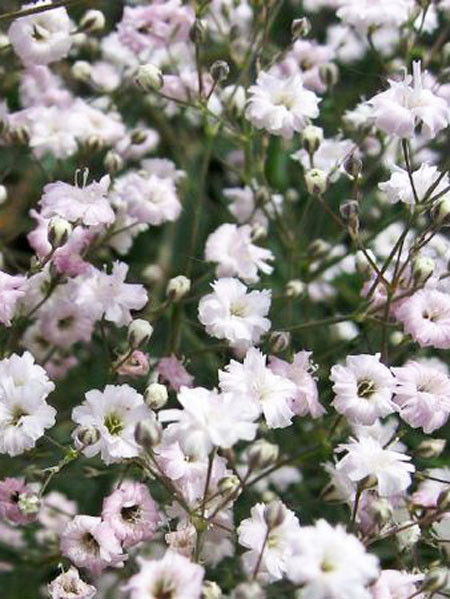 Gypsophila paniculata &#039;Bristol Fairy&#039;, Schleierkraut, rispiges Gipskraut