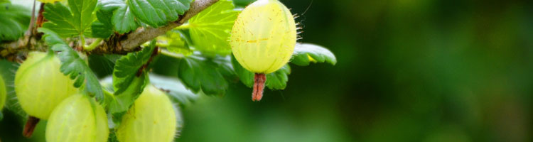 Stachelbeeren