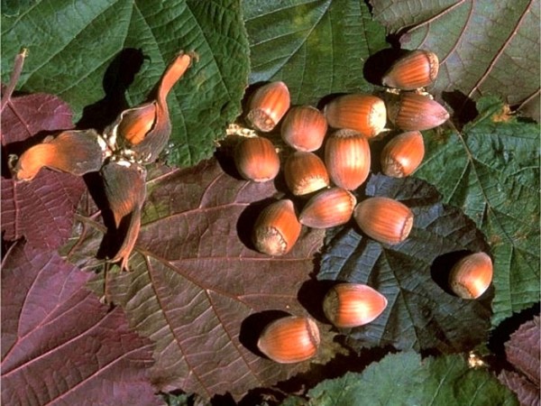 Haselnüsse als Frucht der Purpurhasel