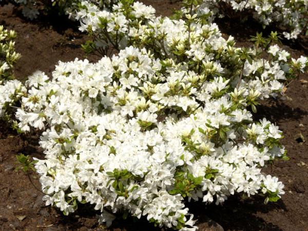 Rhododendron obtusum &#039;Kermesina Alba&#039;, wintergrüne japanische Zwergazalee