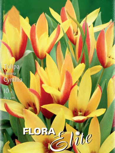 Botanische Tulpe &#039;Cynthia&#039; (Art.Nr. 595655)