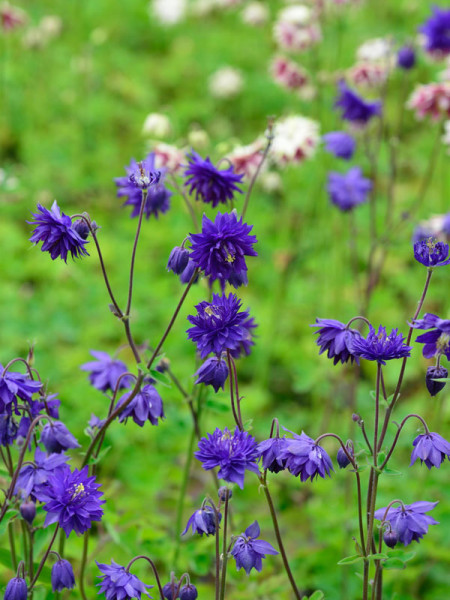 Aquilegia x cultorum &#039;Blue Barlow&#039;, Gefüllte Akelei