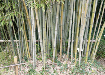 Phyllostachys nigra &#039;Henonis&#039;, Goldhaar-Bambus
