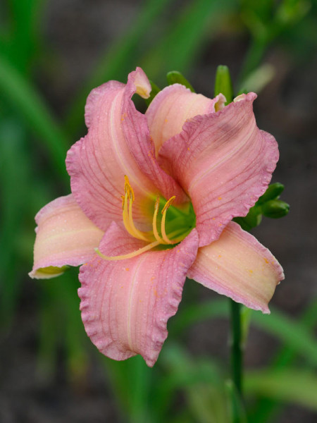 Hemerocallis Hybride &#039;Luxury Lace&#039;, Taglilie