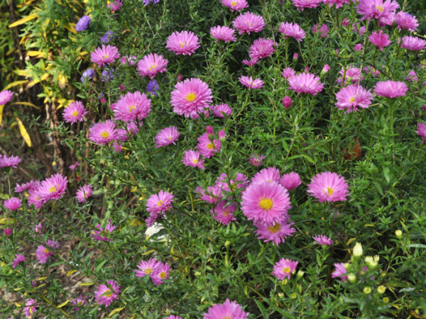 Aster novi-belgii &#039;Rosa Perle&#039;, Glattblatt-Aster