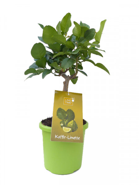 Limettenbaum &#039;Kaffir-Limette&#039; - Lime Time®