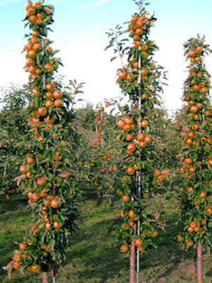 Säulenapfel Suncats | Obstbäume & Gemüsepflanzen