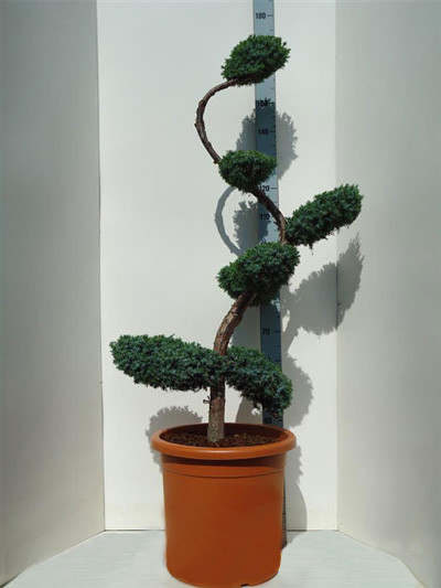 Juniperus chinensis &#039;Blue Alps&#039; Bonsai-Form, XXL-Produkt