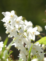 Deutzia gracilis, Maiblumenstrauch