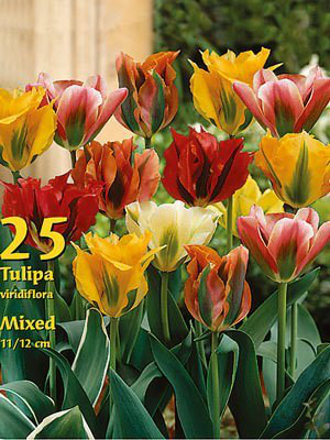 Viridiflora Tulpen-Prachtmischung (Großpackung) (Art.Nr. 597670)