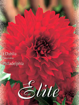 Schmuck-Dahlie &#039;Philadelphia&#039;, Dahlia (Art.Nr. 520184)