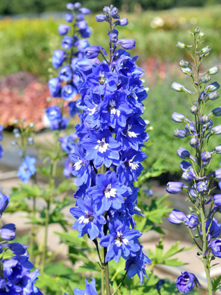 Delphinium-Hybride 'Royal Aspirations', Gefüllter Rittersporn