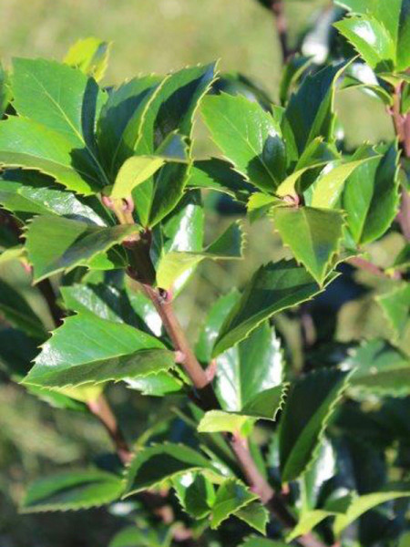 Ilex meserveae &#039;Heckenfee&#039;, Stechpalme