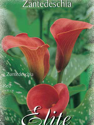 Calla 'Red', Zantedeschia (Art.Nr. 522166)