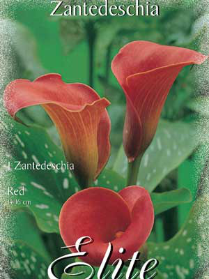 Calla &#039;Red&#039;, Zantedeschia (Art.Nr. 522166)