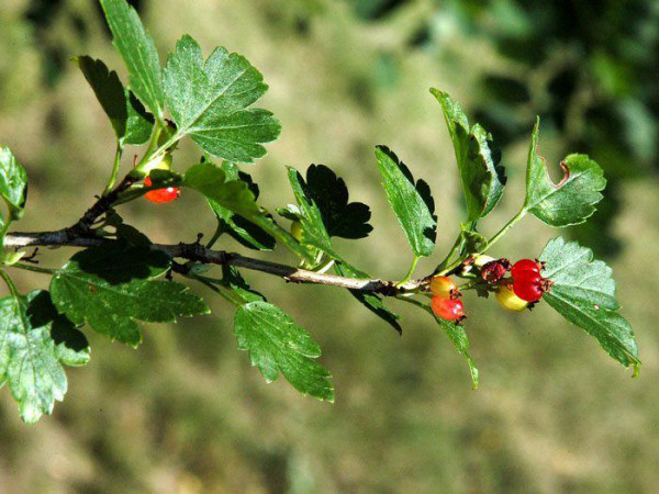 Ribes alpinum, Alpenjohannisbeere