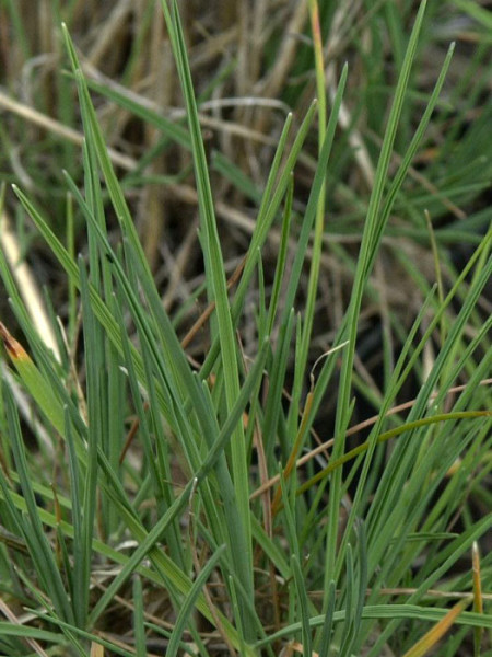 Koeleria glauca (M), Blaues Schillergras