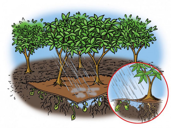 Bio Mulchvlies wasserdurchlässig