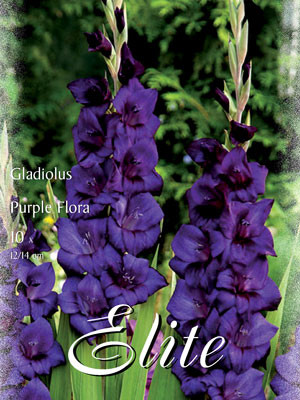 Großblumige Gladiole &#039;Purple Flora&#039;, Gladiolus (Art.Nr. 521308)