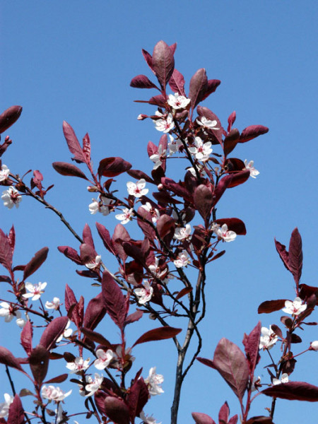 Zwerg-Blutpflaume Blatt