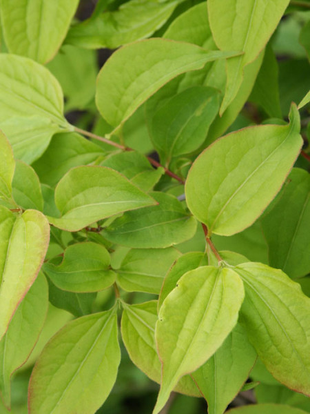 Sieben Söhne des Himmels Blatt