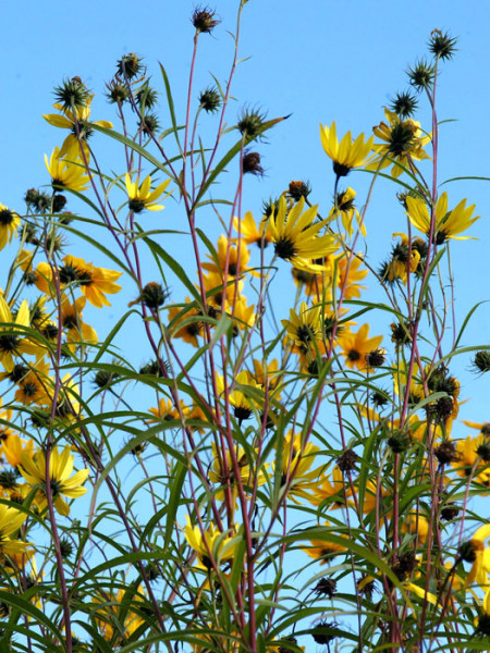 Helianthus salicifolius, Weidenblättrige Sonnenblume