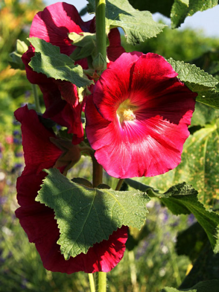 Alcea rosea &#039;Mars Magic&#039; (M), Stockrose, englische Stockrose, Spotlight-Stockrose