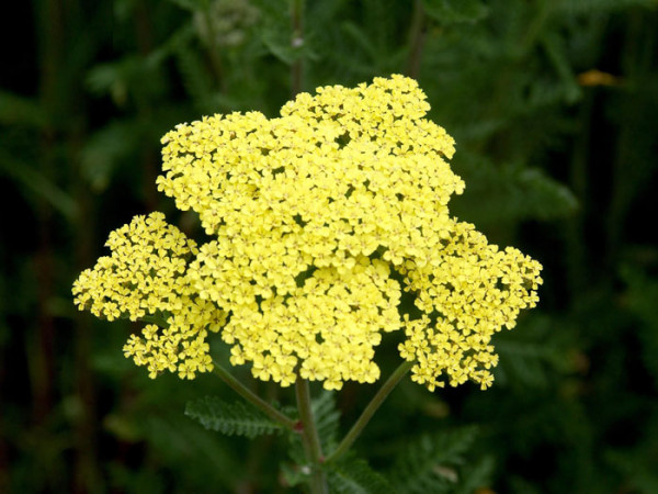 Achillea filipendulina &#039;Credo&#039; (M), Schafgarbe, Goldquirl-Garbe