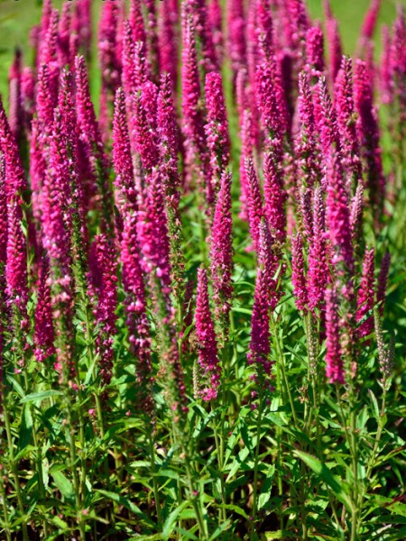 Veronica spicata &#039;Rotfuchs&#039; (syn. &#039;Red Fox&#039;), Ähriger Ehrenpreis